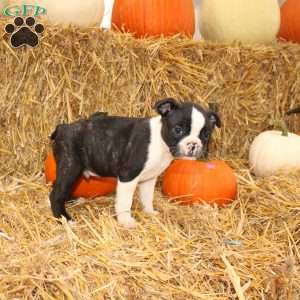 Justin, Boston Terrier Puppy